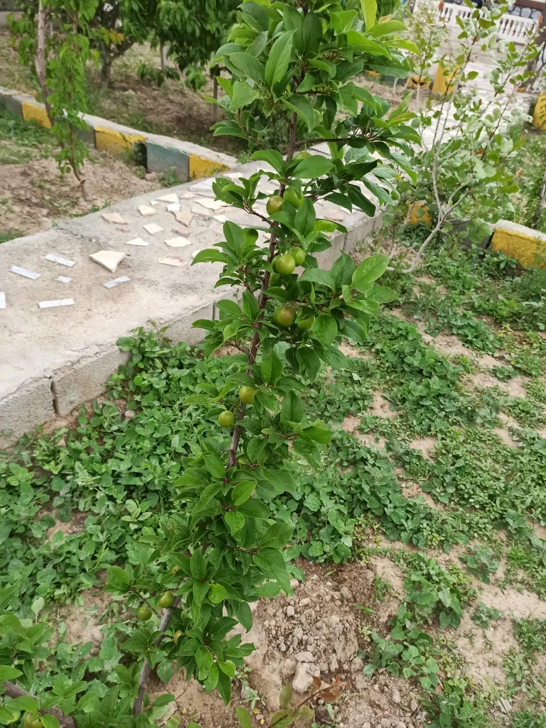 باغ به متراژ ۵۲۰متردر باغ معروف