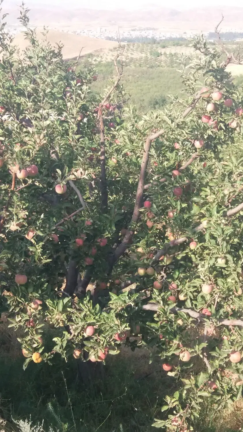 قطعه ویلایی در اهر