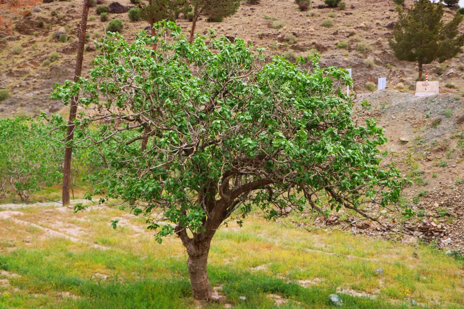 فروش خانه ویلایی