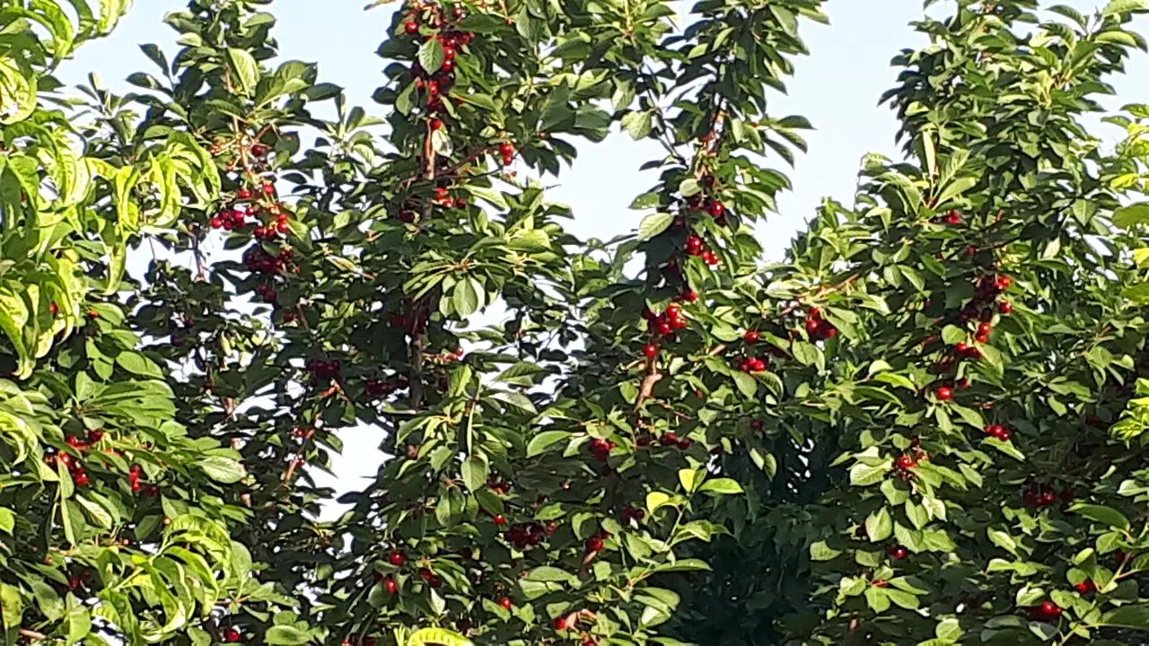 باغ ۸۶۰ متر داری برق اسپیران
