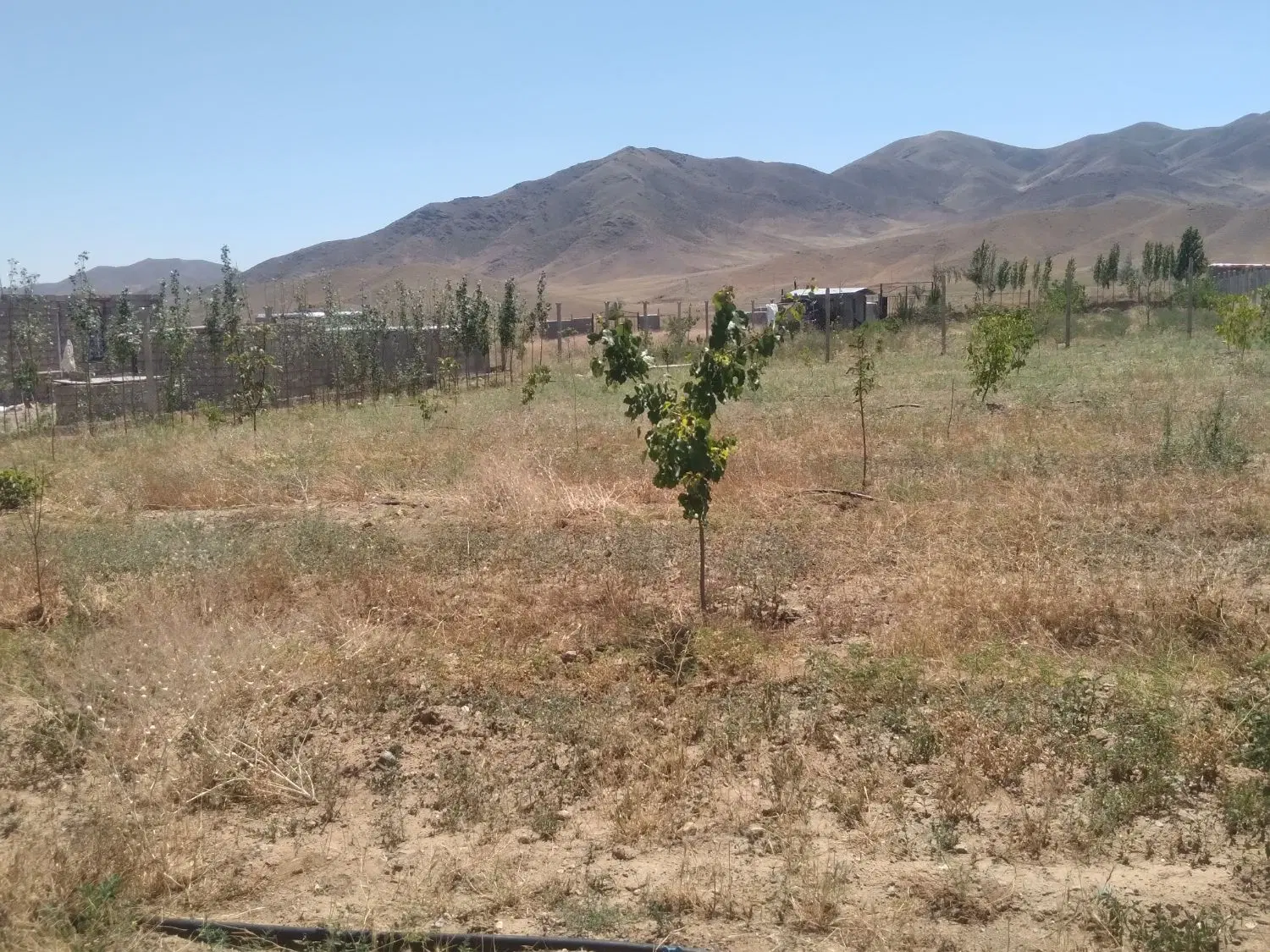 باغ به متراژ ۱۶۵۰متر واقع در حیدر آباد