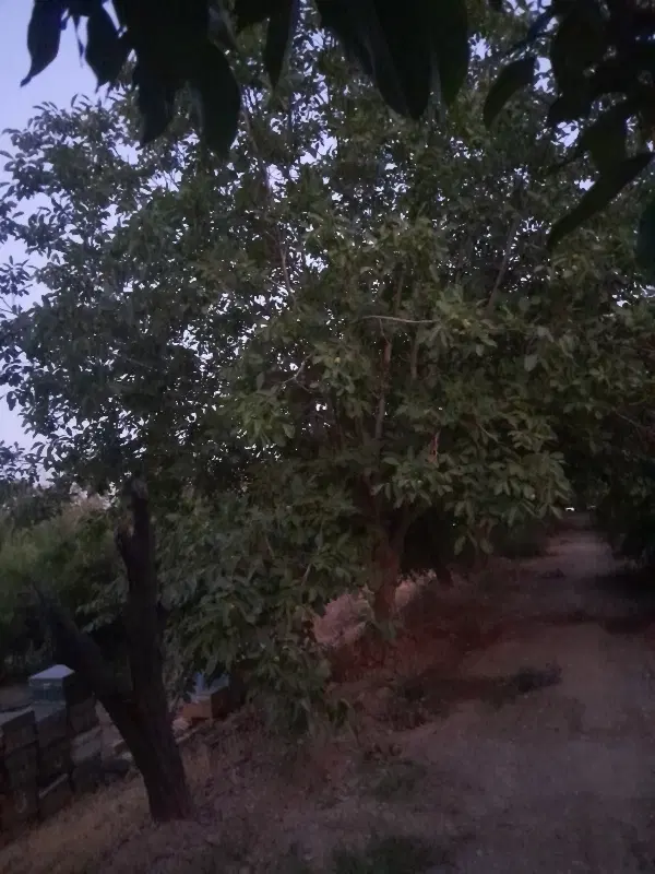 فروش باغشهر درختان بزرگ ثمری