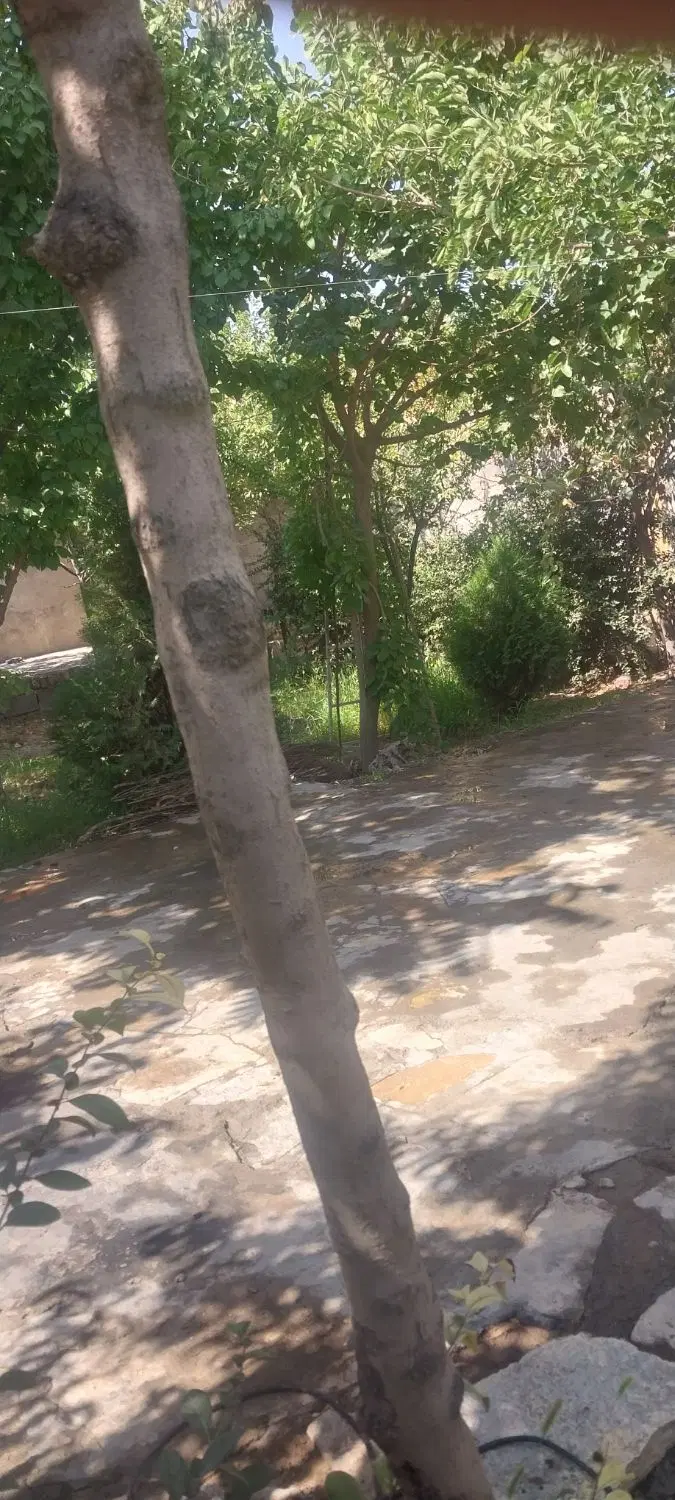 باغ ویلا  کلاکوب