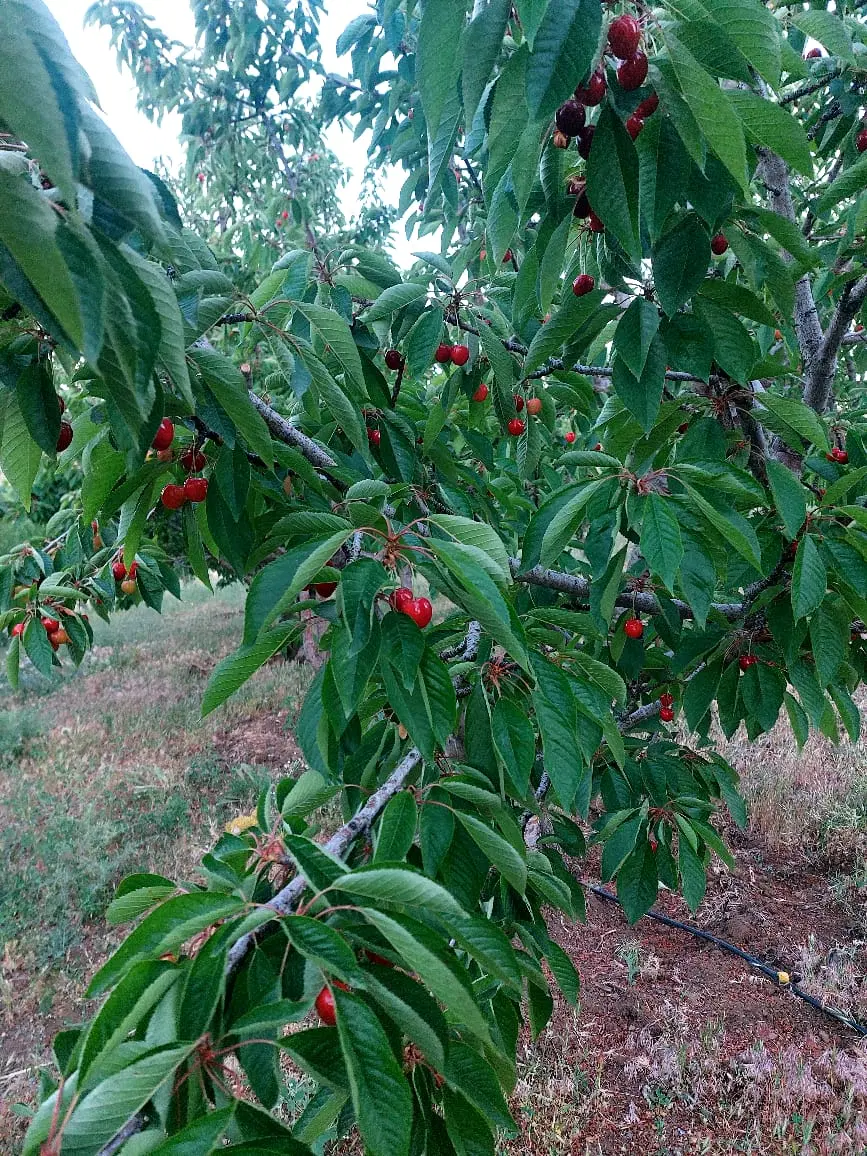 فروش باغ مثمر روستای زرنو