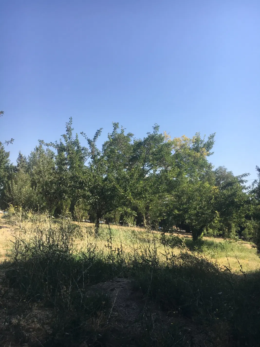 فروش باغچه ۲۸۰۰متر