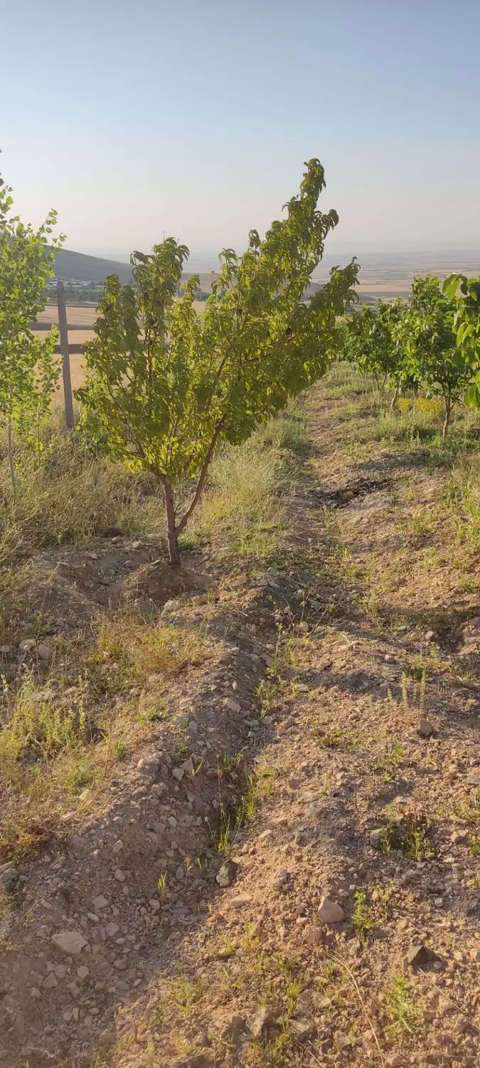 باغ میوه