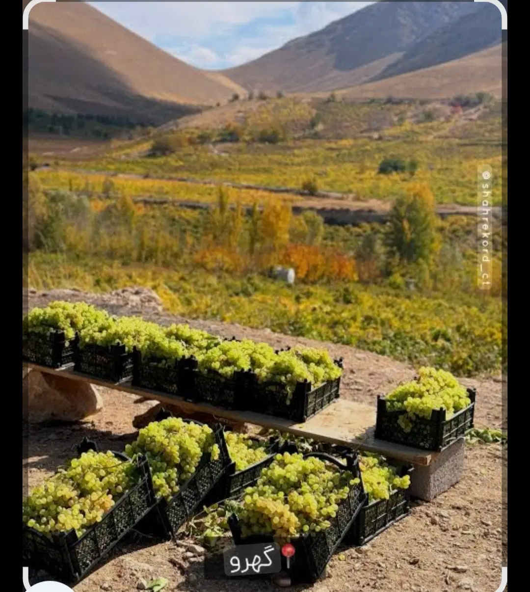 باغ انگور روستای گردشگری گهرو