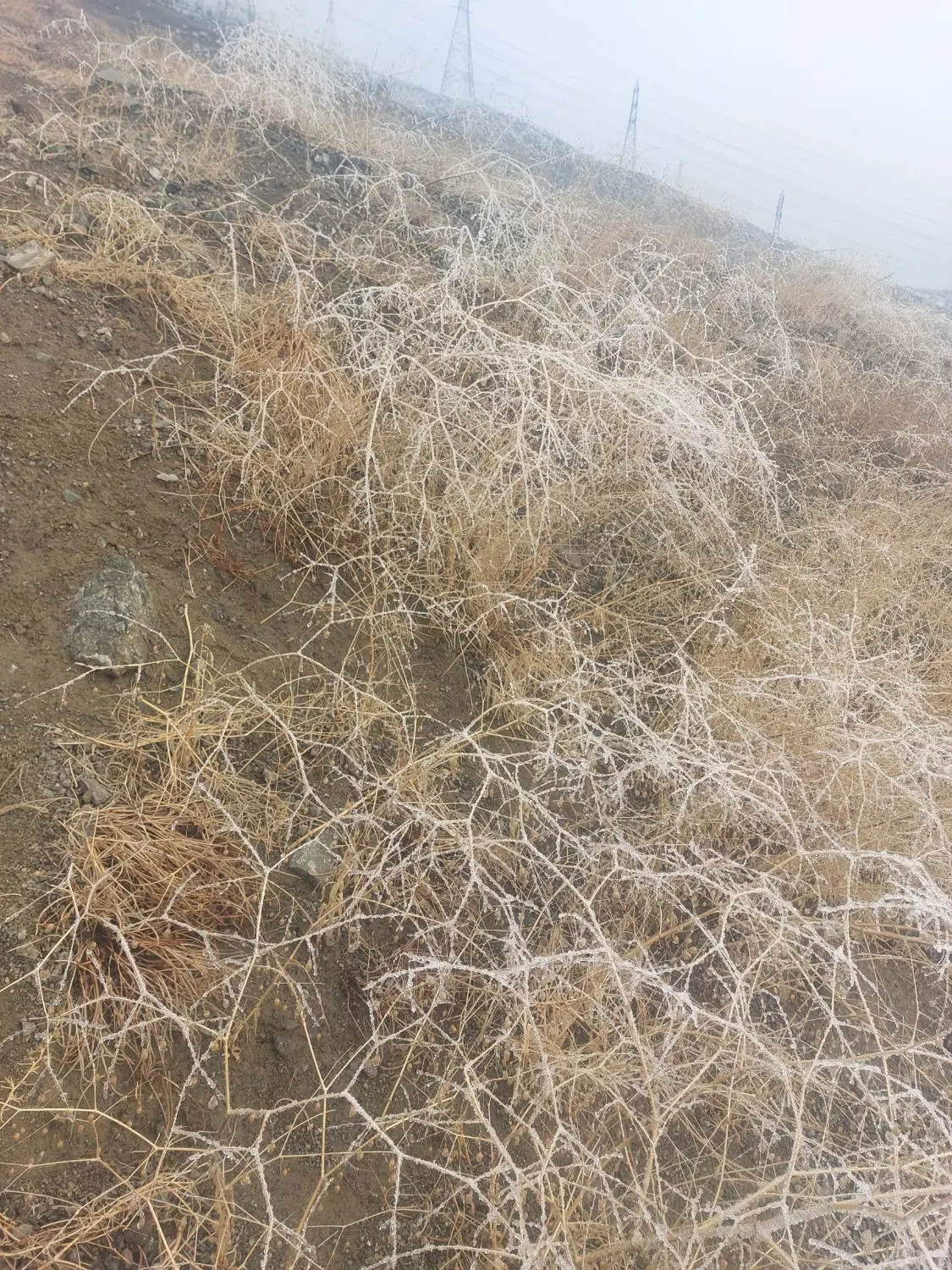 فروش زمین در سوران
