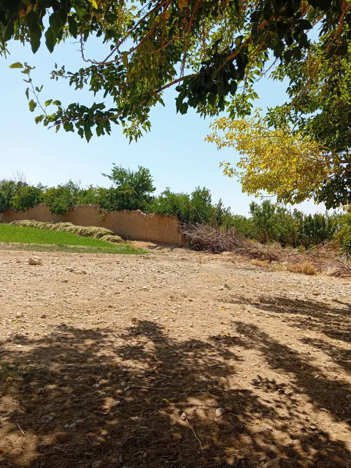 باغ وزمین کشاورزی