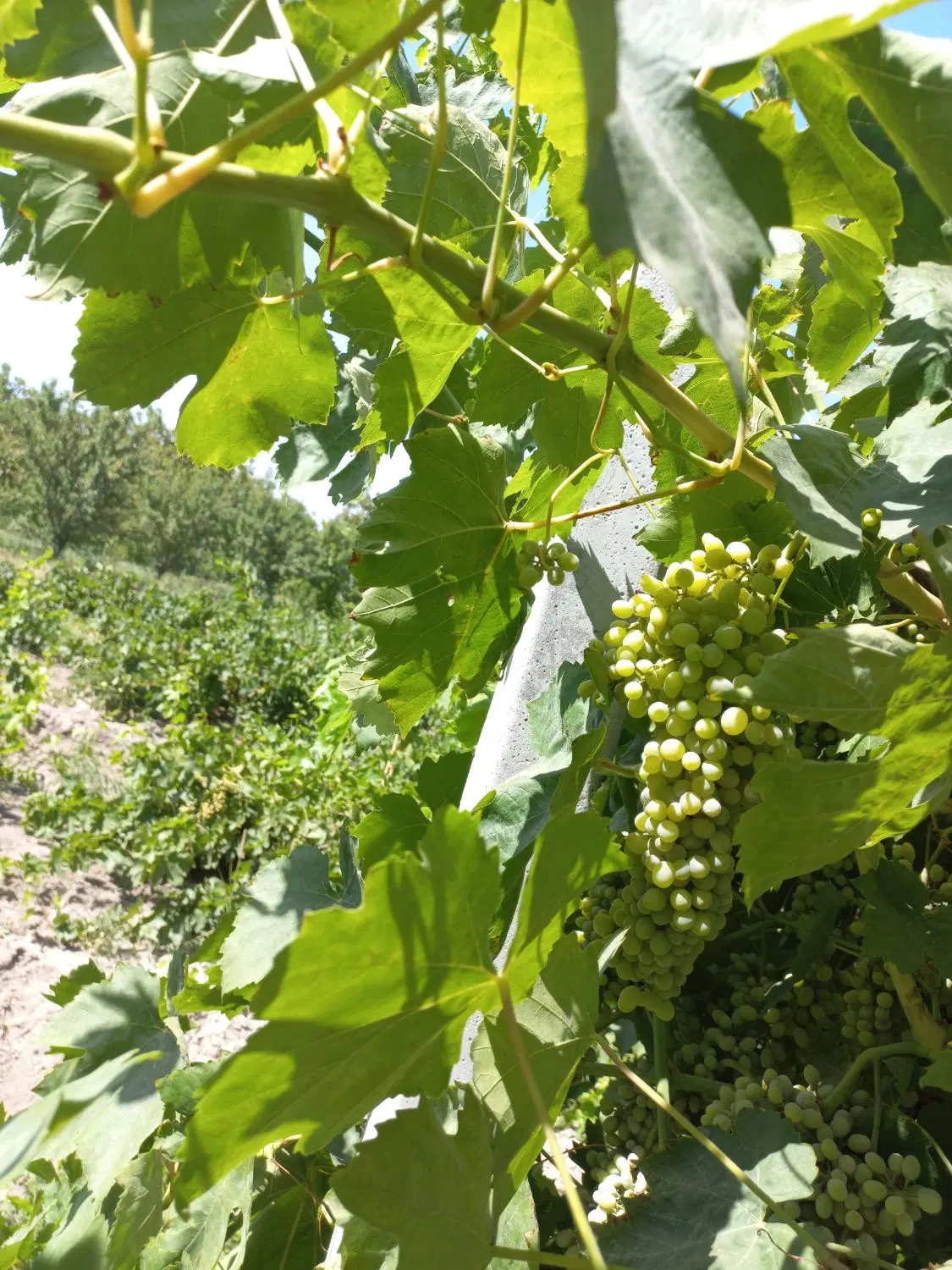 باغ در طلاتپه آده بزرگ