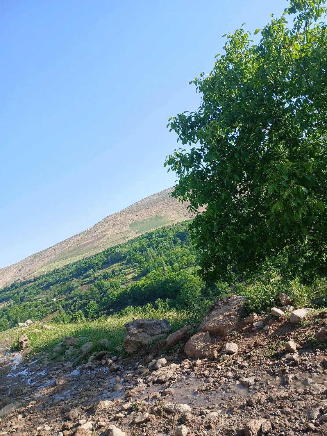 فروش باغ