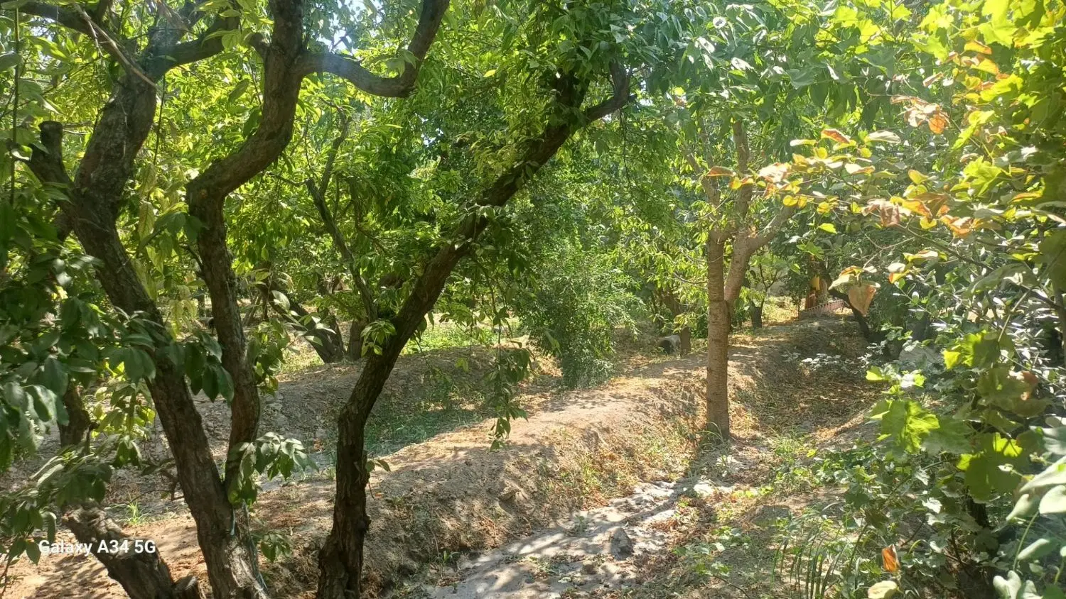 باغچه سند دار. ۱۲۰۰متری