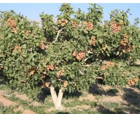 زمین پسته