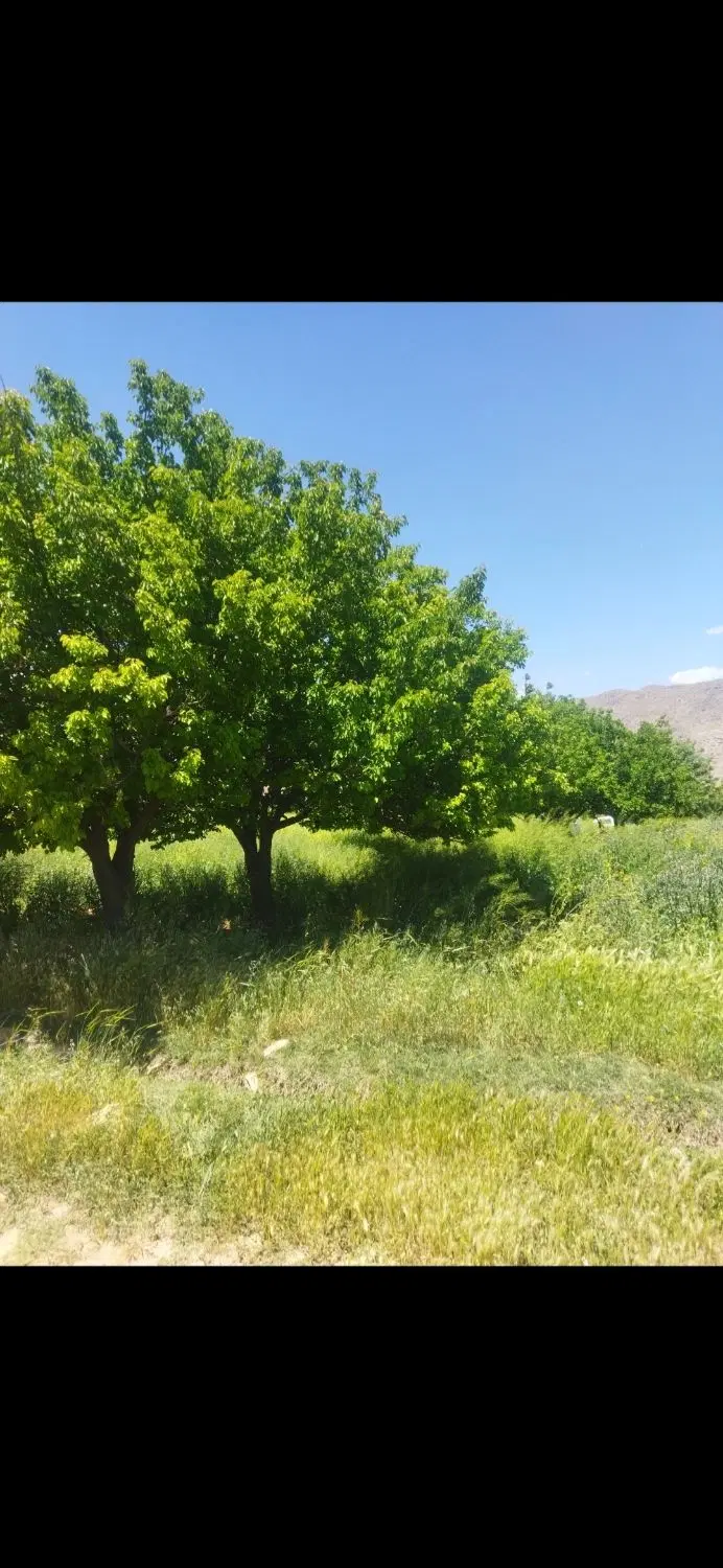 زمین کمالوند