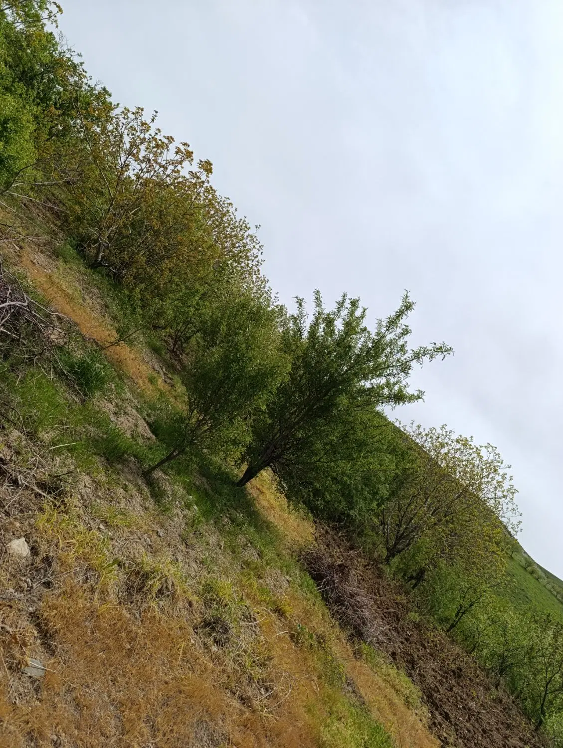 فروش باغ در روستای ملهمدره