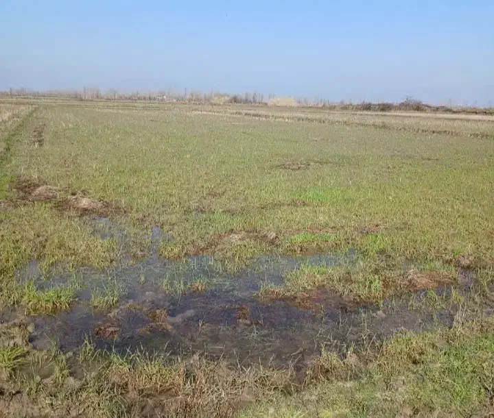 زمین باغی