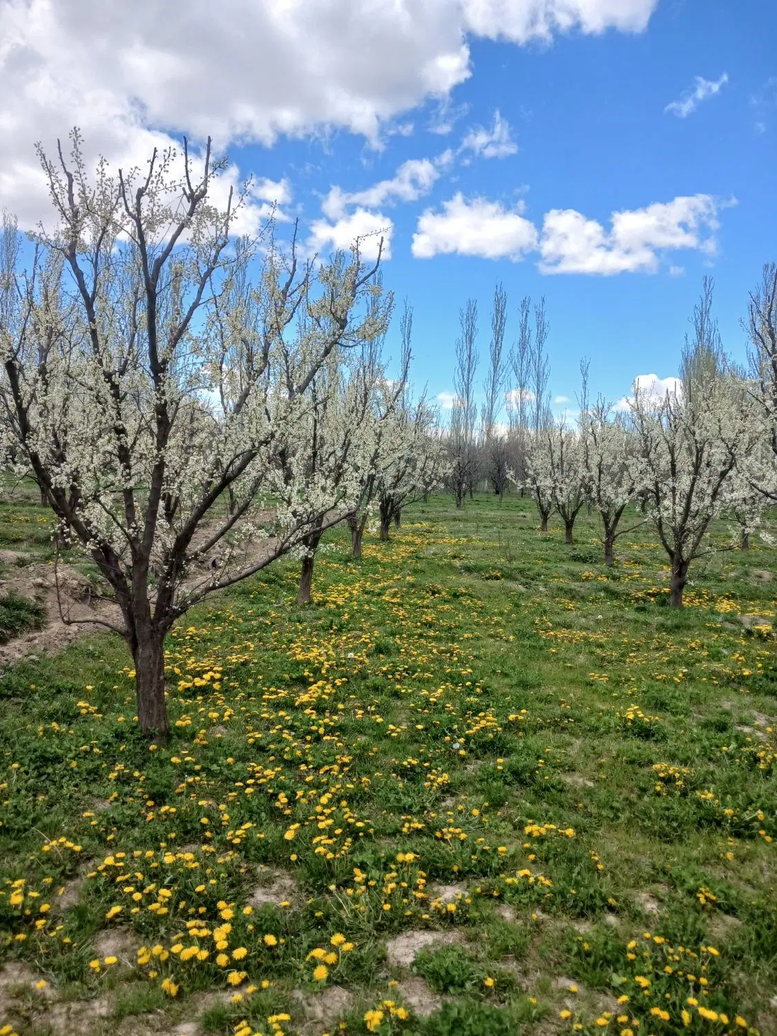 فروش باغ روستای کلشان