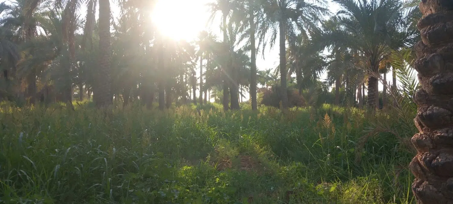 علوفه‌در روستای صلیحاویه