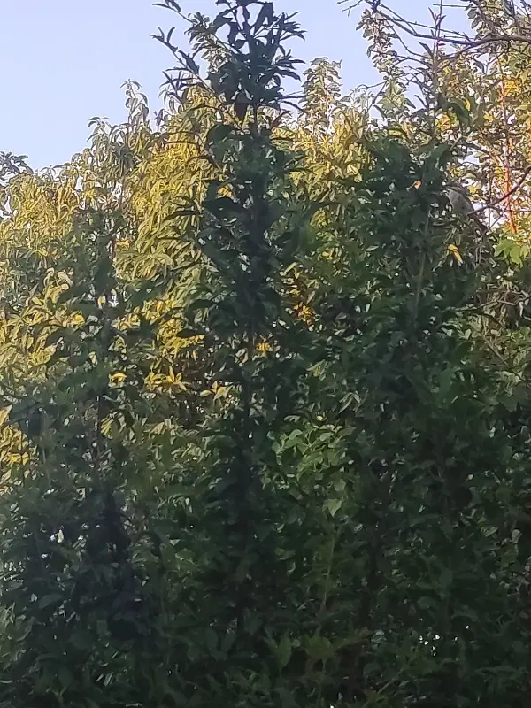 باغ و باغچه جاده سنتو روستای دیزج دولت بر اتوبان