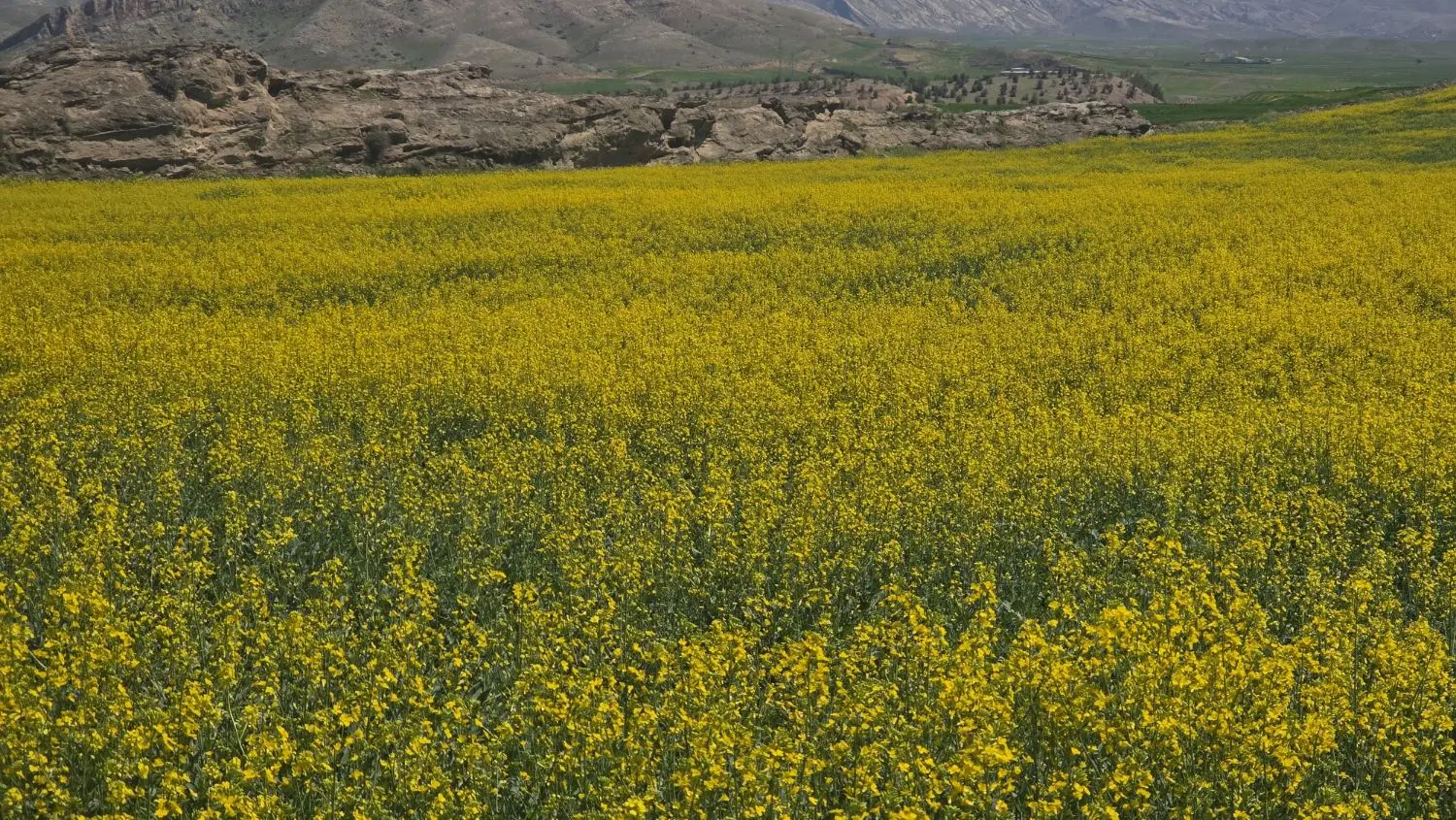 زمین کشاورزی