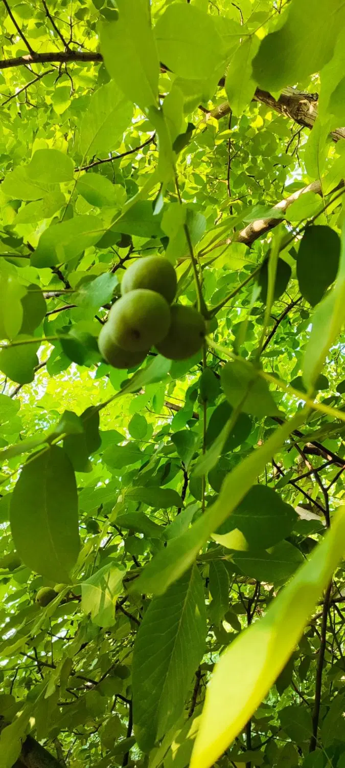 خانه باغ شصت ساله