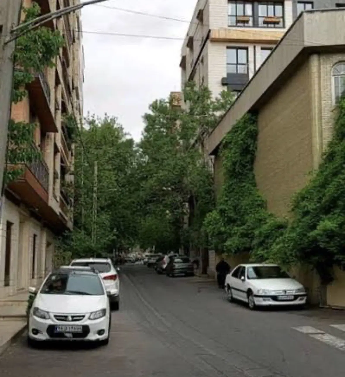 ۱۲۰ متر _ زنبق _ رو به نما