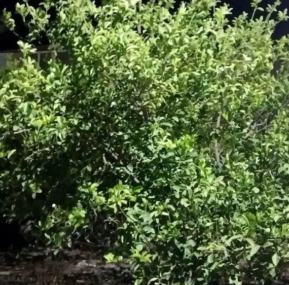 گورک۸۰۰مترویلاباغی کنتور برق