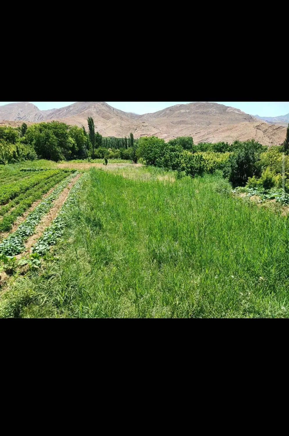 زمین باغی بیدواز 2من