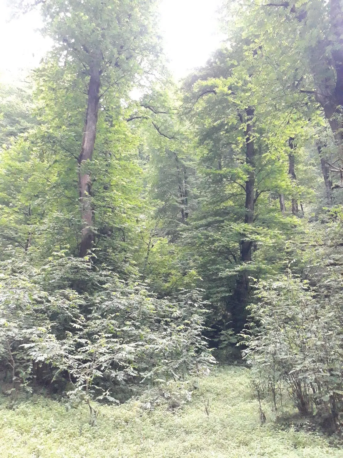 شالیزار سنتی بایر در روستای سرسبز و زیبا سرشکه