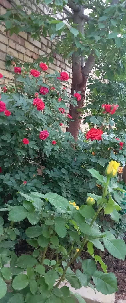 خونه باغ در خاوه مشهد اردهال