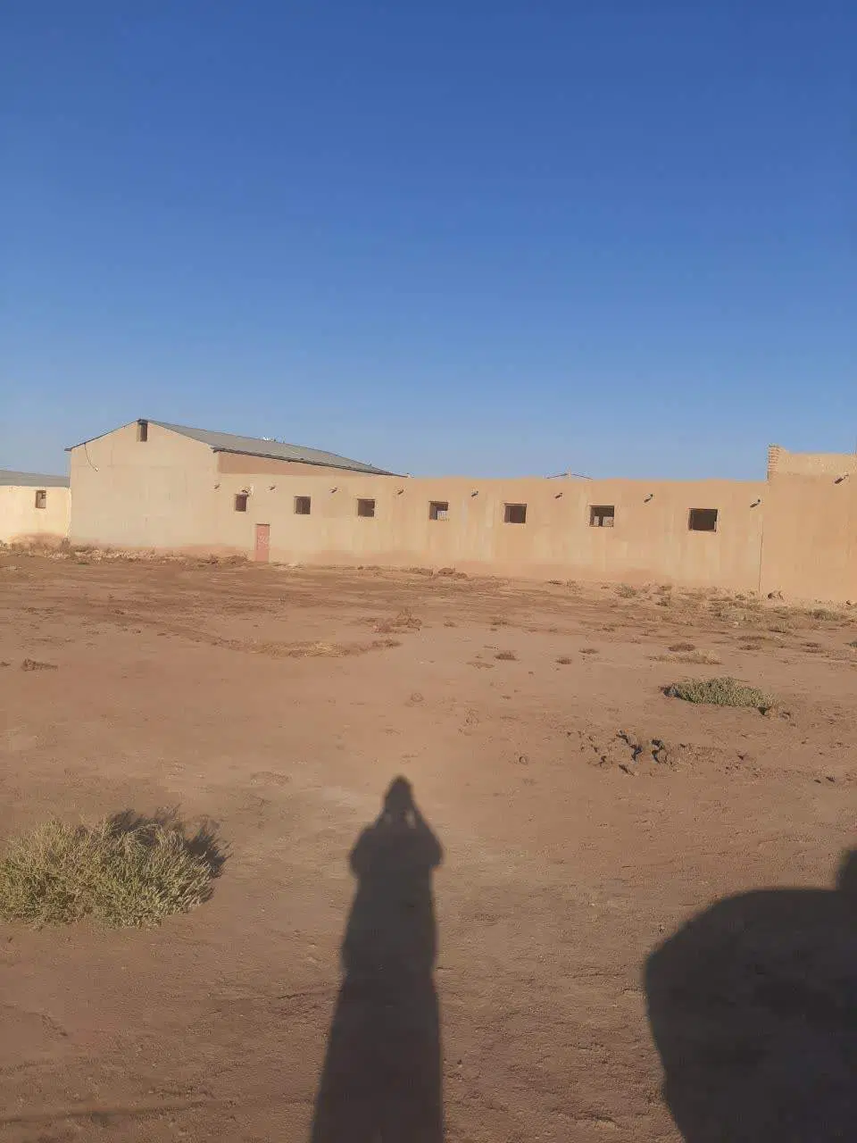 دامداری دامشهر گوساله پرواری ۵۰ راسی