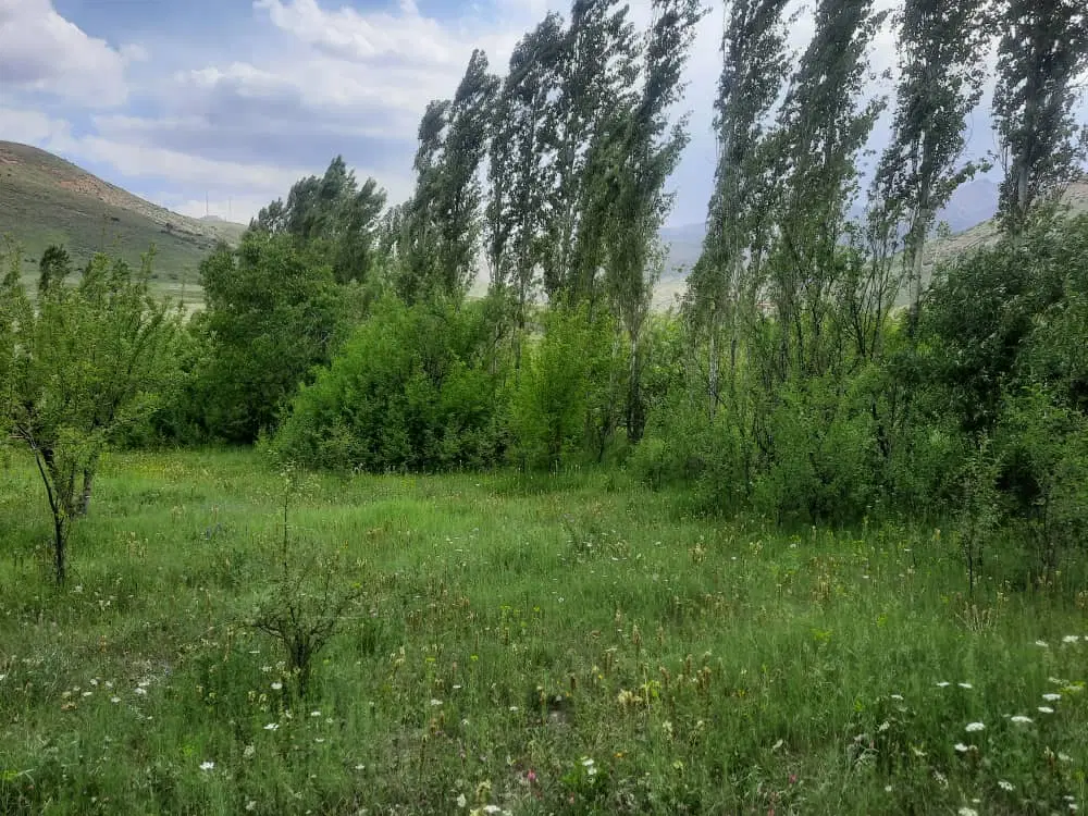 فروش باغ