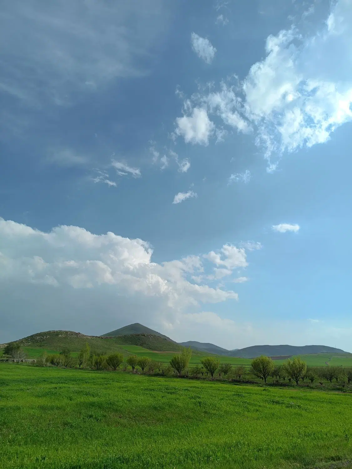 زمین دیمی
