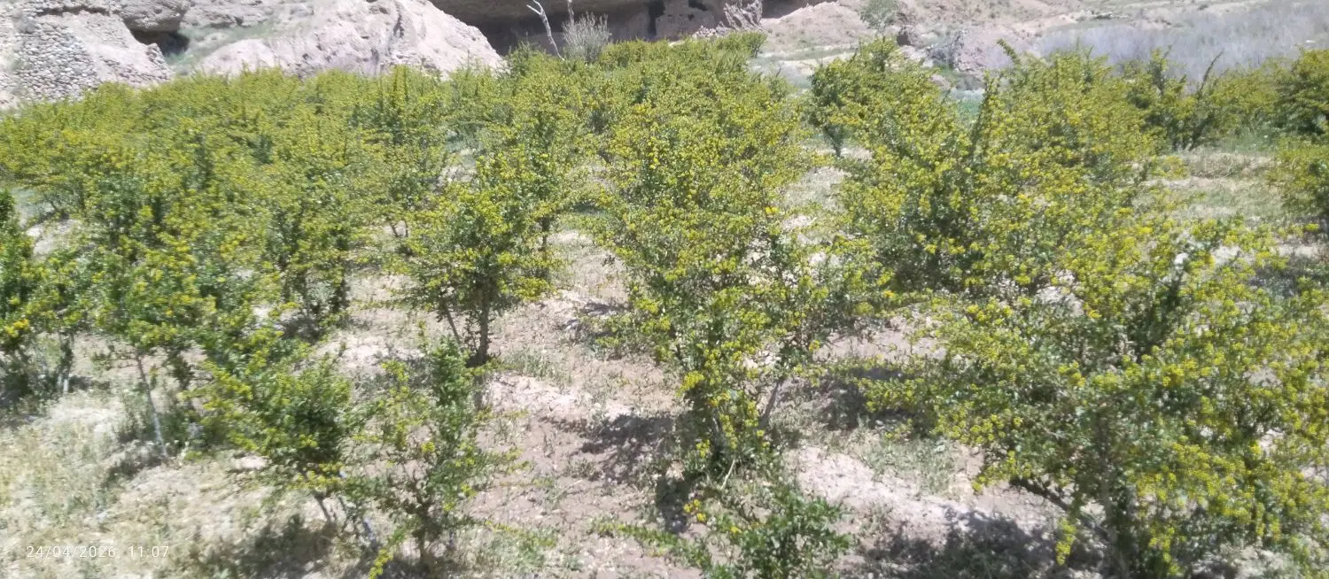 فروش باغ زرشک با سه ساعت اب
