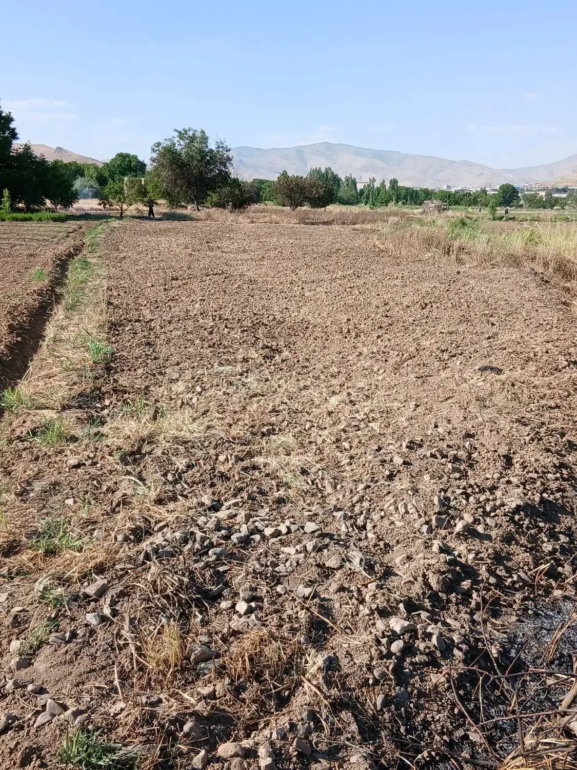 زمین کشاورزی قلیان