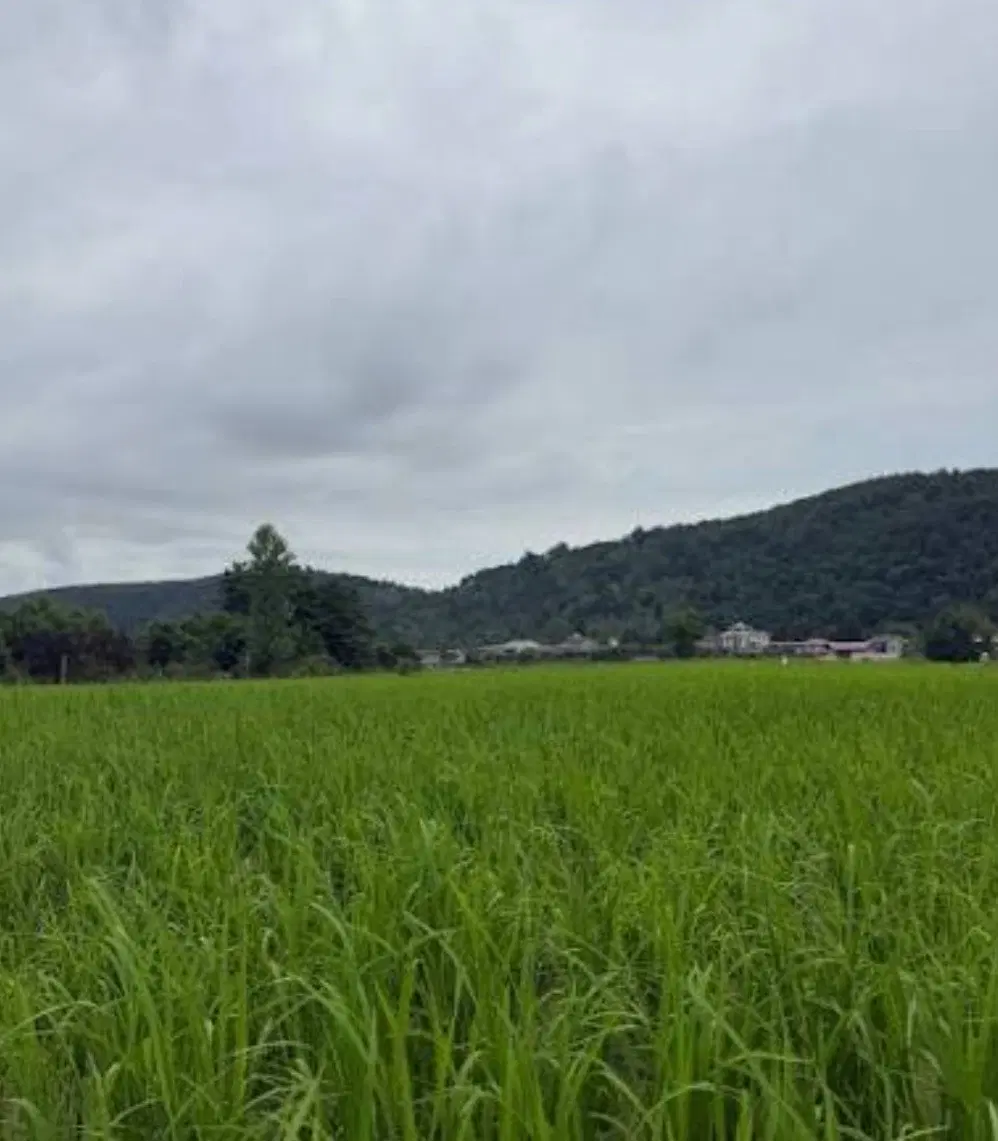 ۳۹۰ متر زمین با ویو دو هزار،روستای بهکله زیر قیمت