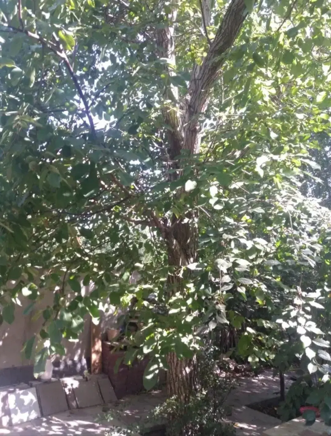 خانه باغ حیدره مویجین