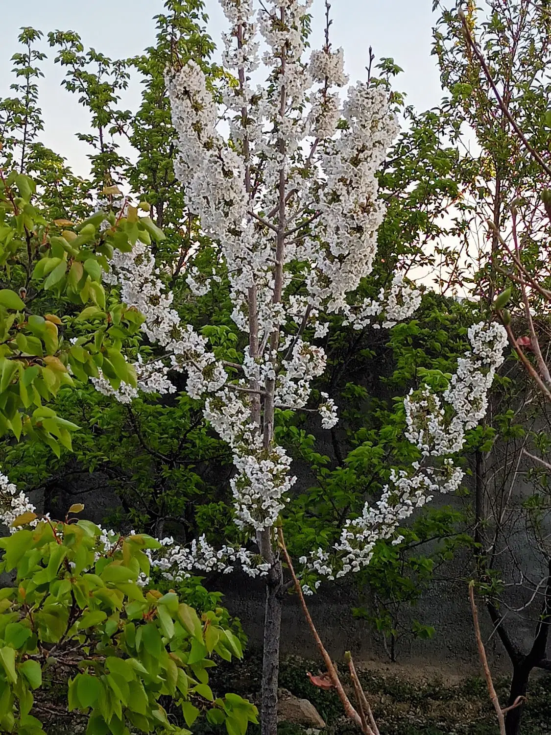 نظم اباد زمین خ کاج