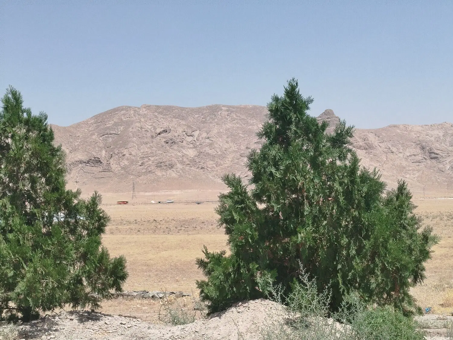 فروش باغ پسته چند ساله ۲۰۰ متری