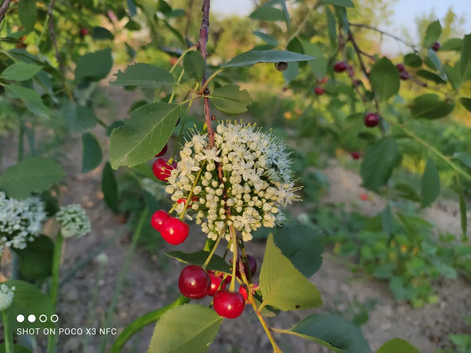 زمین باغی