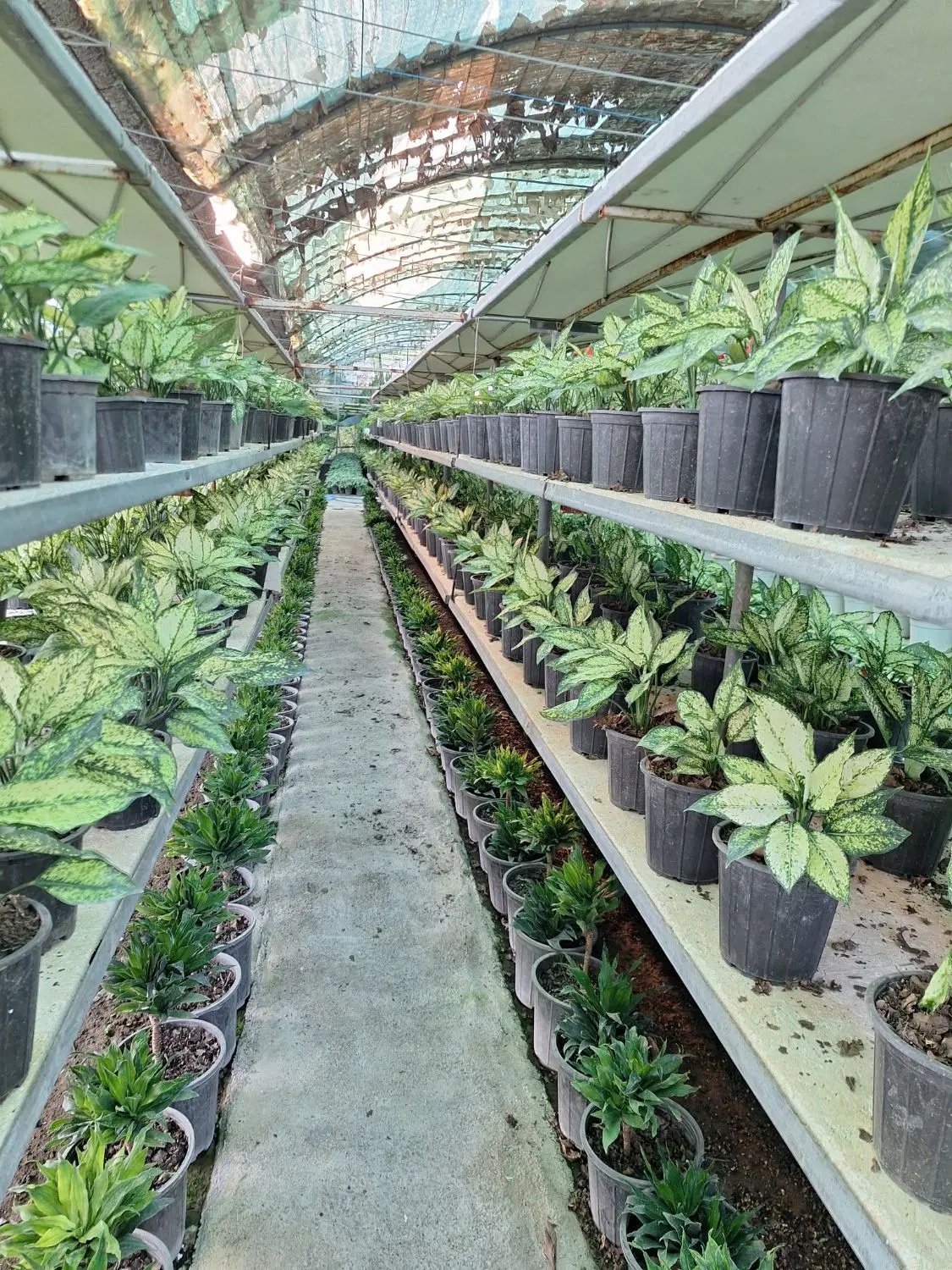 فروش گلخانه با کلیه امکانات