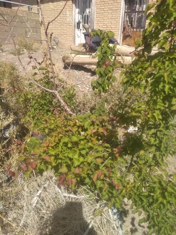 منزل ویلایی فروشی گلباف