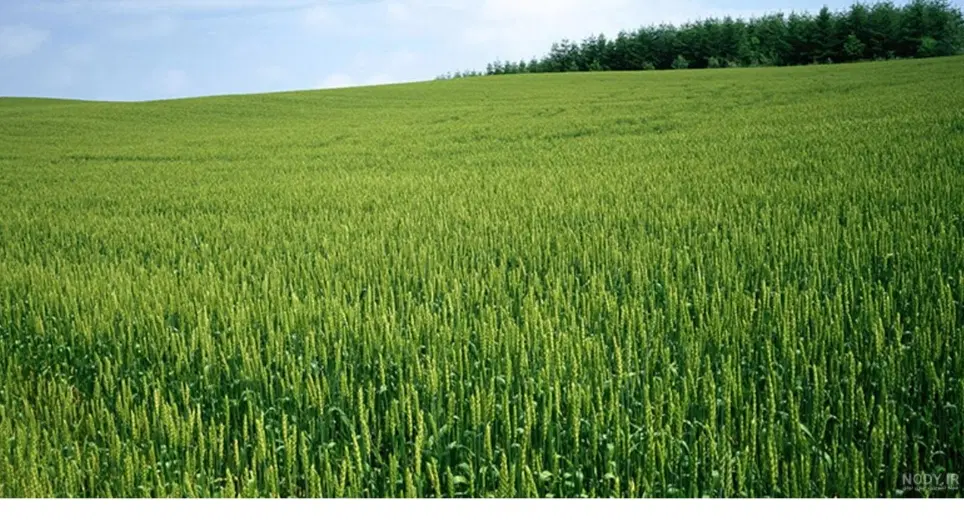 فروش باغ در سیمین زاغه