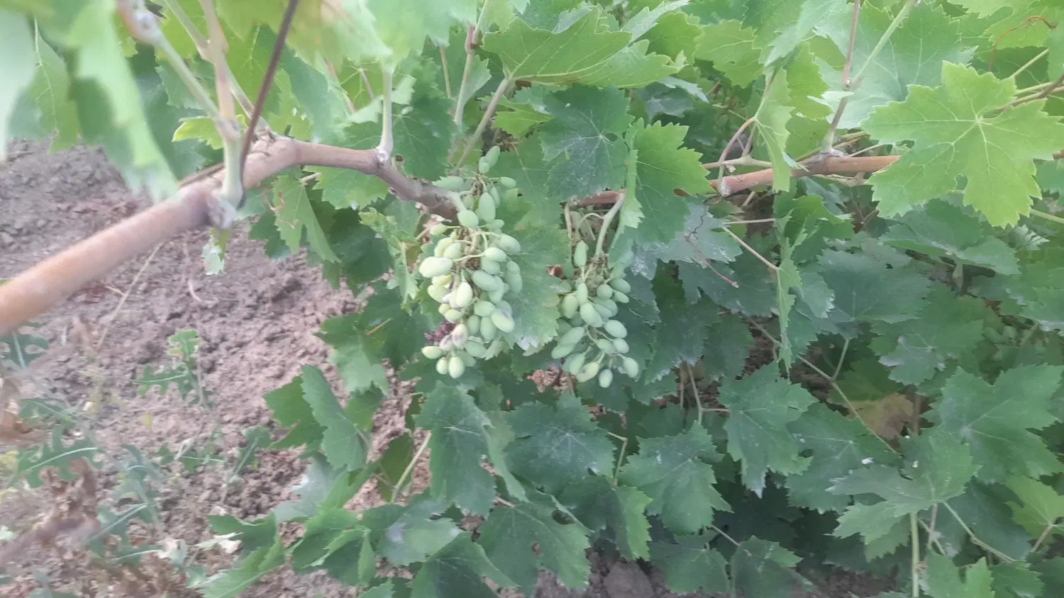 باغ ویلایی