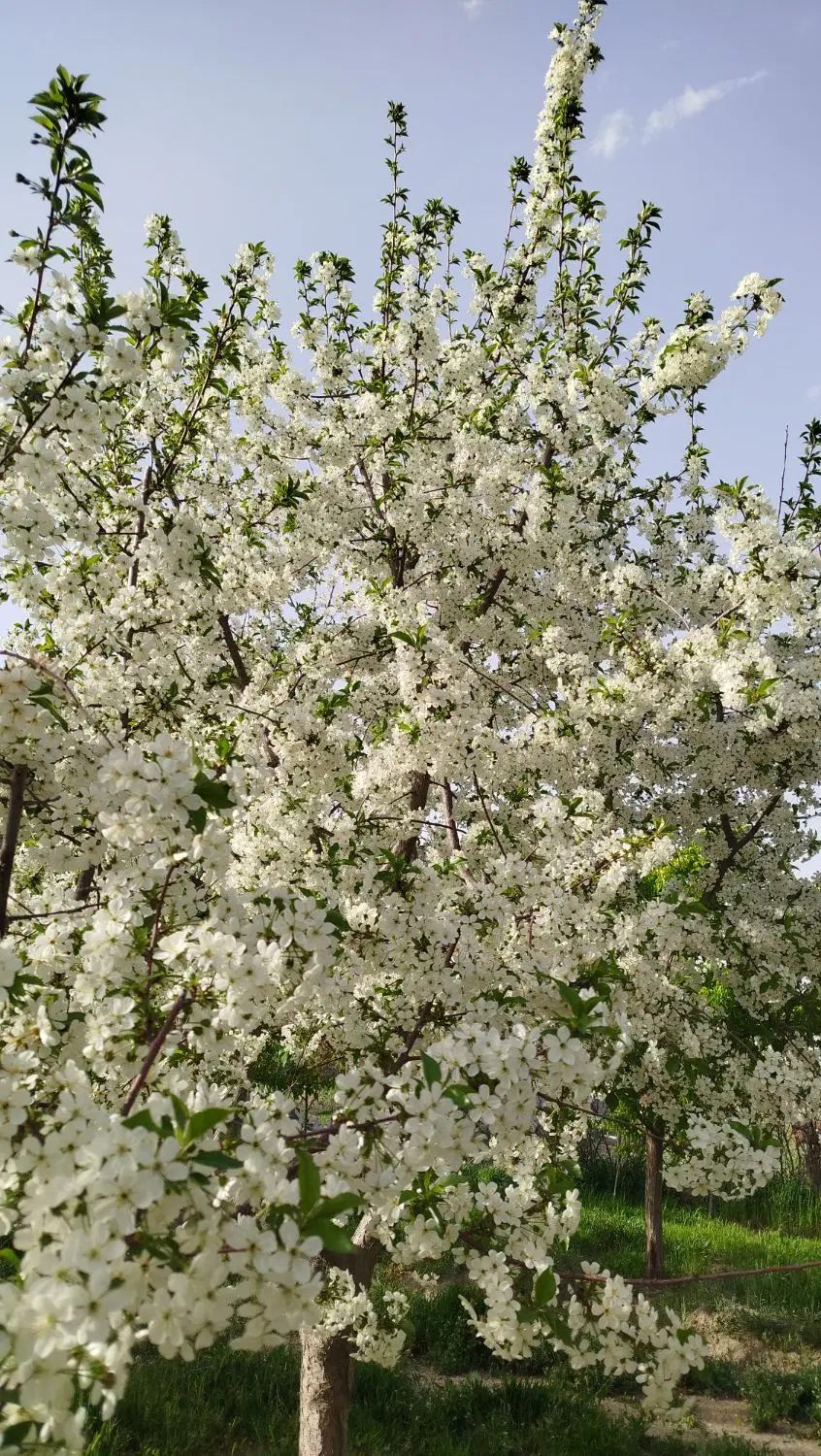 باغ هزار متری بوستان کوچه شهریار