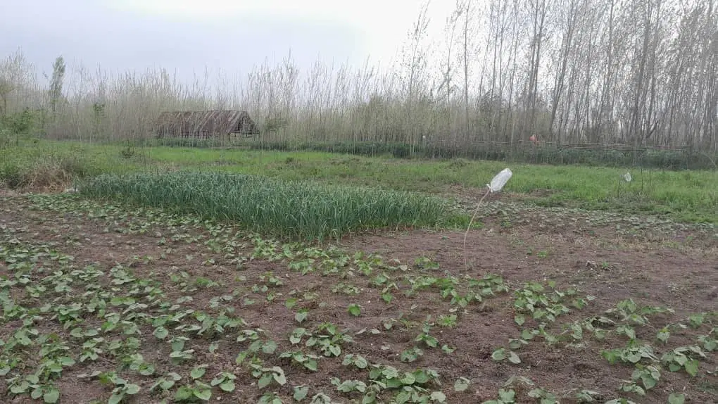 ۳۰۰ متر زمین باغی  نزدیک روستا