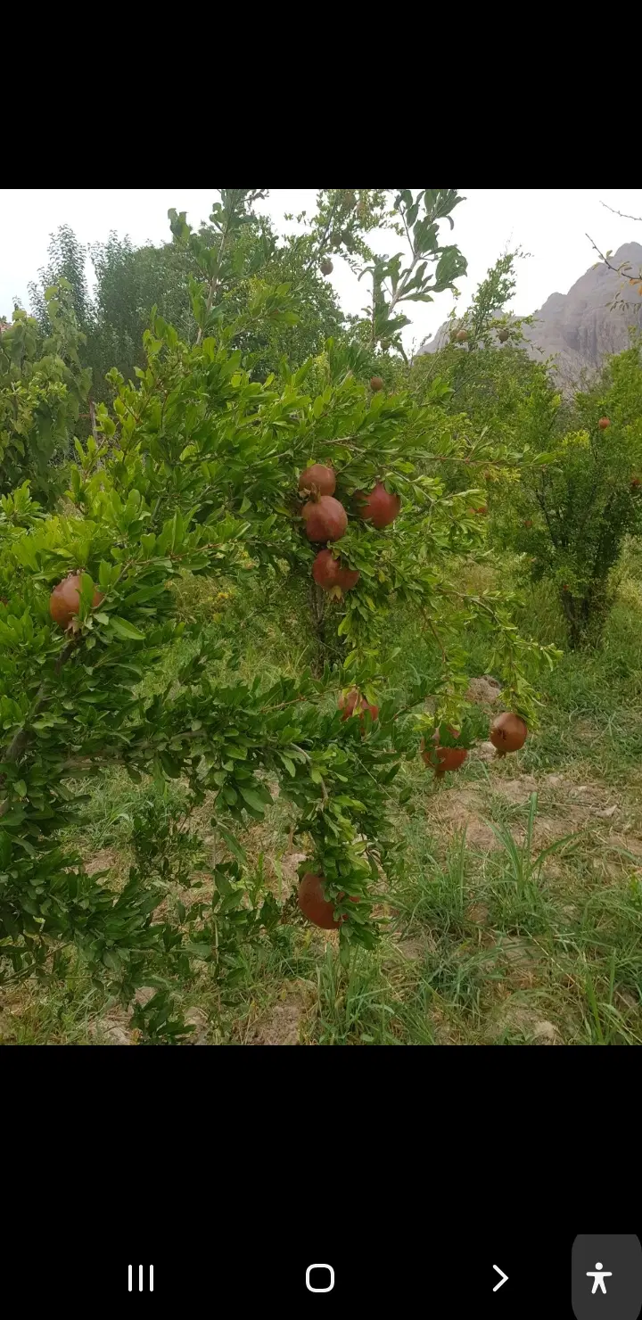 ۲۰۰ باغ فروشی در سیمین دشت
