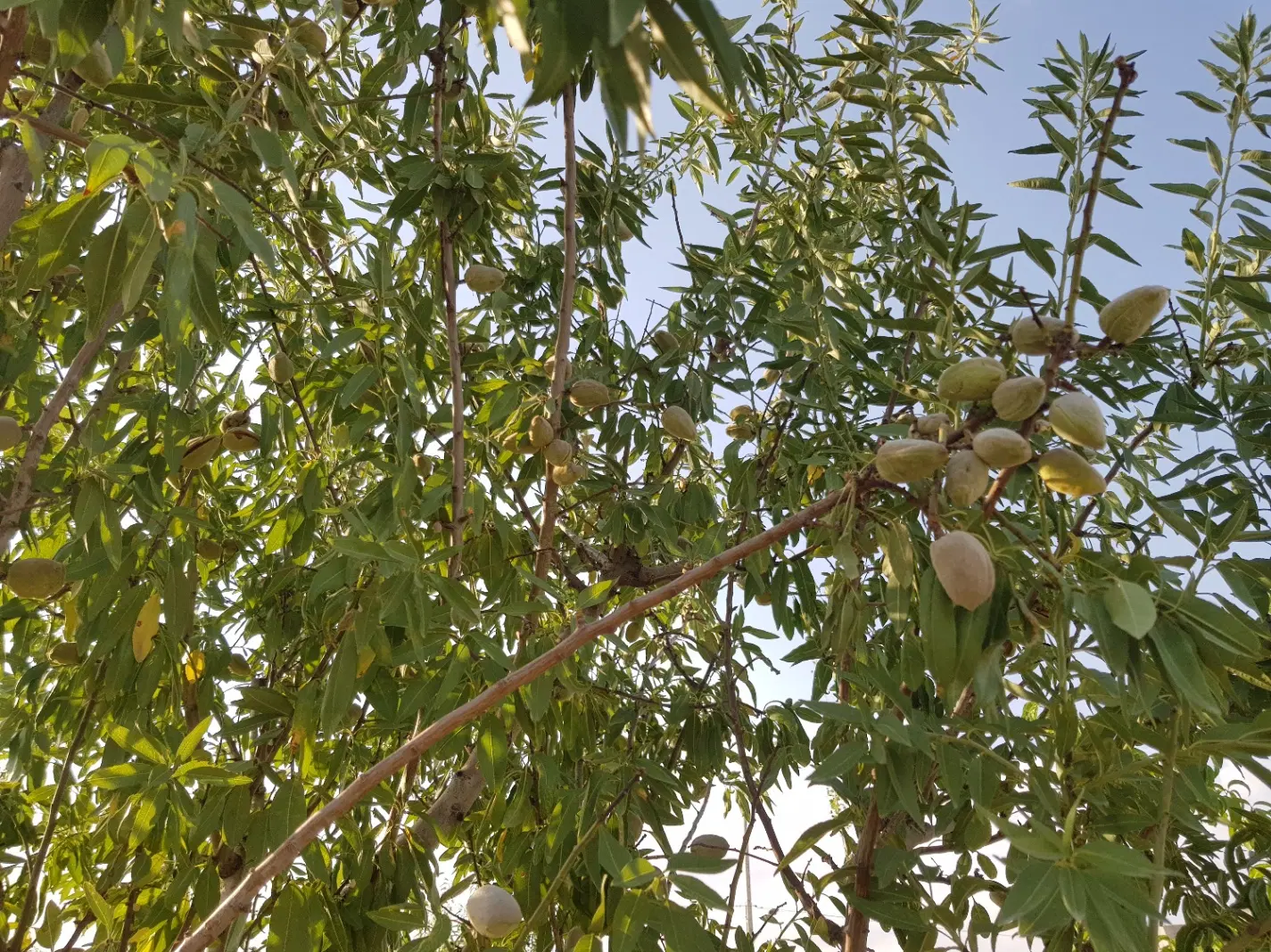 باغچه فروشی