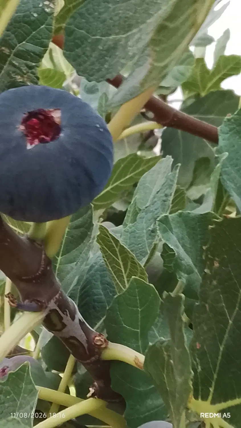 دوقواره باغ شهری به متراژ حدودی ۸۰۰متر