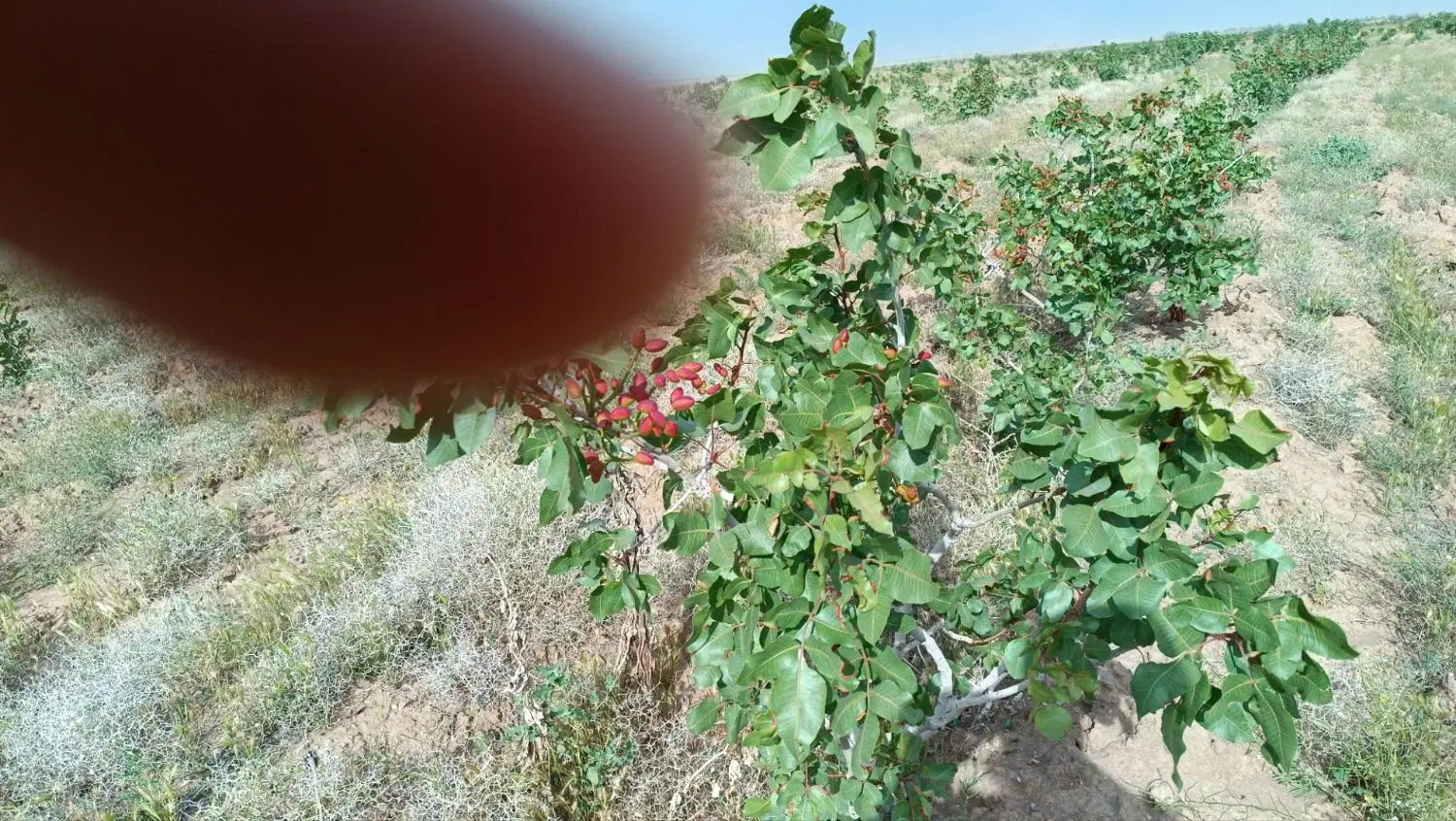 باغ پسته ۲۵۰۰ متر فدیشه احمدآباد